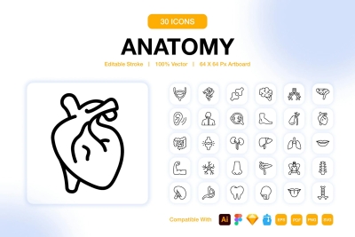 Anatomy Icons